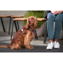 Hundegeschirr Red Dingo Dingo 25-36 cm 31-43 cm Lila XS