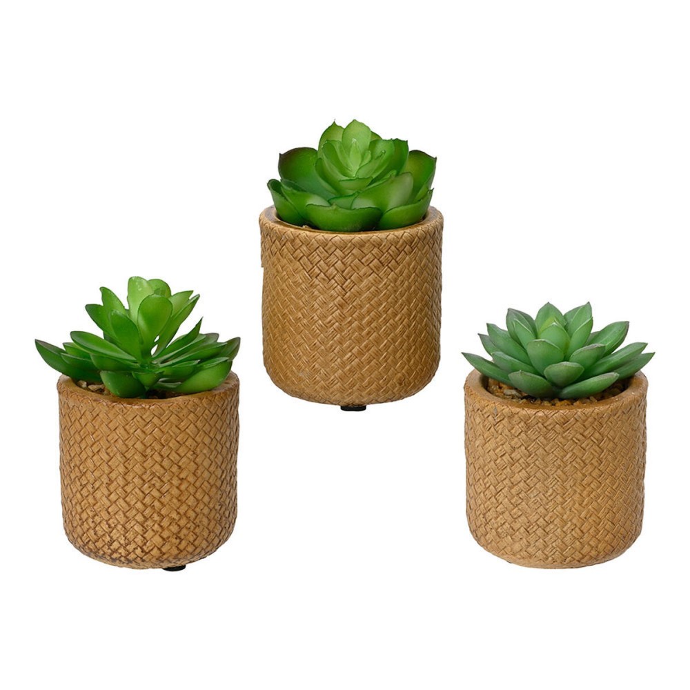 Decorative Plant EDM 898158 Succulent 10 cm