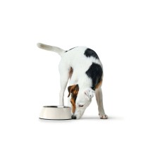 Futternapf für Hunde Hunter Schwarz 1,4 L Melamine