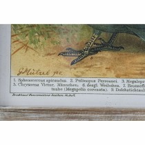 Bild DKD Home Decor 45 x 2 x 65 cm Vögel Cottage (4 Stücke)