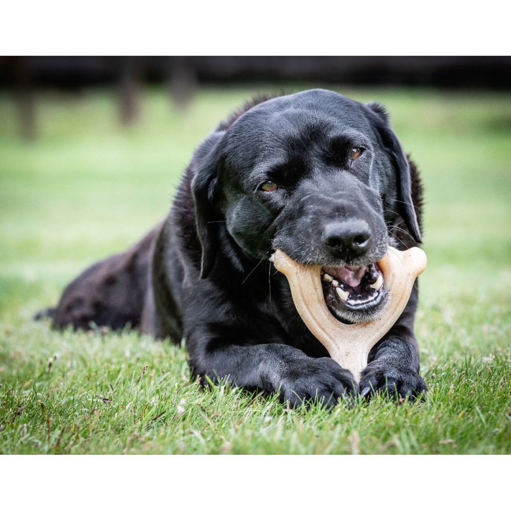 Hundespielzeug Nylabone Huhn 11 Creme tiere