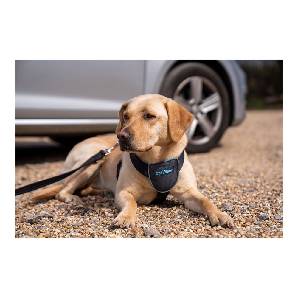 Hundegeschirr Company of Animals CarSafe Schwarz L