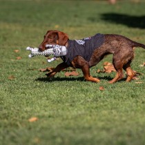 Veste pour chien Star Wars Gris