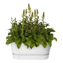 Pot Elho Terrase 80 Wheels 35 x 78 x 34 cm Blanc