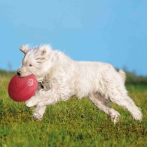 Frisbee Trixie   Blau Orange Gummi Kautschuk