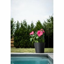 Planter Garden ID