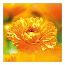 Schutzcreme Calendula Weleda 090540X7 75 ml