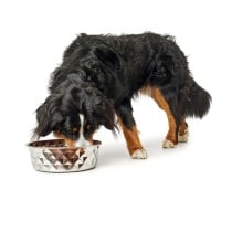 Dog Feeder Hunter Silicone Stainless steel 1,05 L