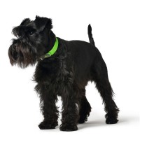 Collier pour Chien Hunter Convenience Taille S Vert (28-36 cm)