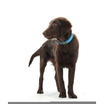 Dog collar Hunter Convenience Turquoise (38-46 cm)