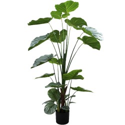 Dekorationspflanze Alexandra House Living Kunststoff Calathea 150 cm