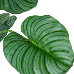 Dekorationspflanze Alexandra House Living Kunststoff Calathea 150 cm