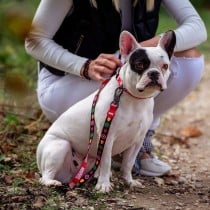 Laisse pour Chien Marvel Rouge M