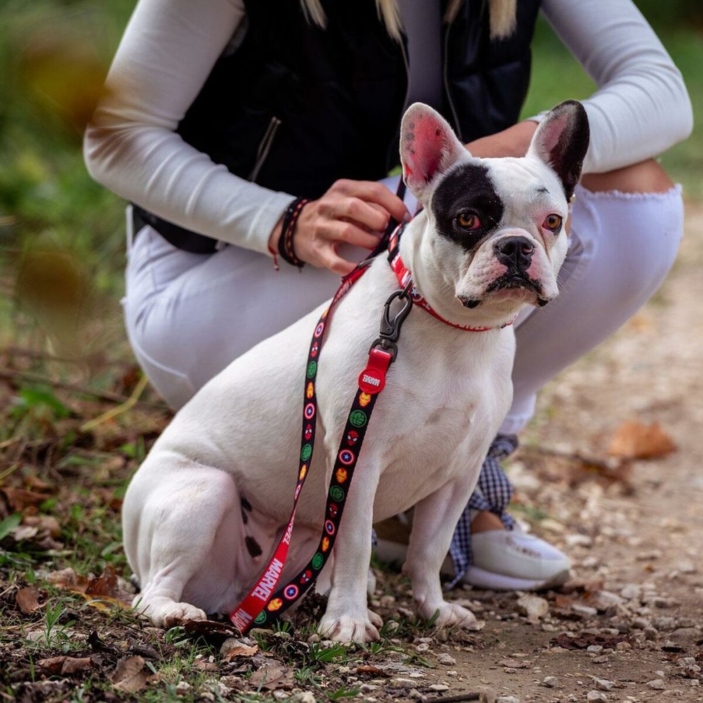 Laisse pour Chien Marvel Rouge M