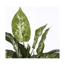 Dekorationspflanze Mica Decorations Dieffenbachia Dieffenbachia grün PVC (15,7 x 70 cm)