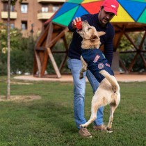 Veste pour chien Marvel Bleu S