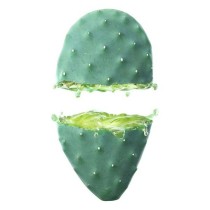 Crème Hydratante pour le Visage Cactus Opuntia 24h Weleda (30 ml)