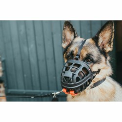 Muzzle Gloria (Refurbished A)