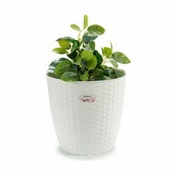 Blumentopf Stefanplast Weiß Kunststoff 29 x 27 x 29 cm (6 Stück)