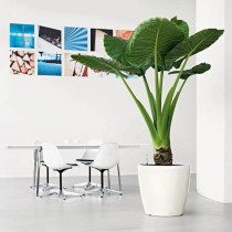 Self-watering flowerpot Lechuza White Ø 49,5 x 46,5 cm Plastic