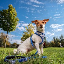 Dog Harness Stitch XXS/XS Dark blue