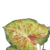 Plante décorative 48 x 46 x 55 cm Rouge Vert PVC