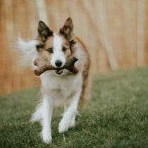 Dog chewing toy Benebone