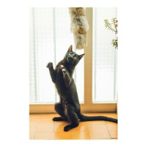 Cat toy Gloria Gehry Cushion (40 x 11 cm)