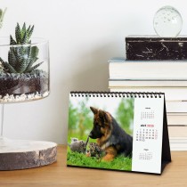 Calendrier de bureau Finocam PERROS Y GATOS Multicouleur Papier 21 x 15 cm 2025