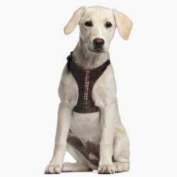 Harnais pour Chien Star Wars Marron M/L