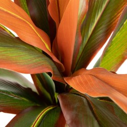 Plante décorative Dracaena Marron Vert PVC 140 cm