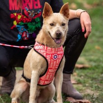 Hundegeschirr Marvel Reversibel S/M Rot