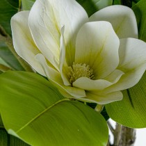 Decorative Plant Alexandra House Living Plastic Magnolia 130 cm