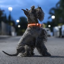 LED-Halsband für Haustiere Petlux InnovaGoods