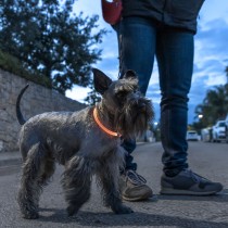 LED-Halsband für Haustiere Petlux InnovaGoods