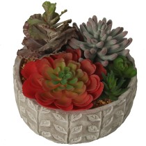 Decorative Plant Alexandra House Living Plastic Succulent 20 x 21 x 18 cm