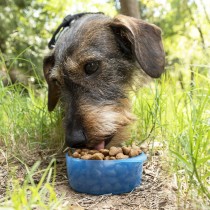 2-in-1 bottle with water and food containers for pets Pettap InnovaGoods