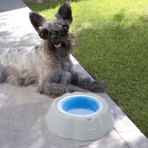 Cooling Pet Water Bowl Freshty InnovaGoods