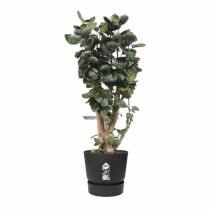 Pot Elho Noir Plastique Rond Moderne Ø 47 cm