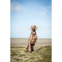 Dressurhalsband für Hunde Trixie BE NORDIC Braun Dunkelgrau 50 cm