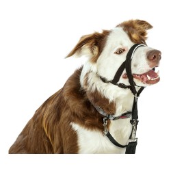 Dressurhalsband für Hunde Company of Animals Halti Schwarz Maulkorb (51-73 cm)