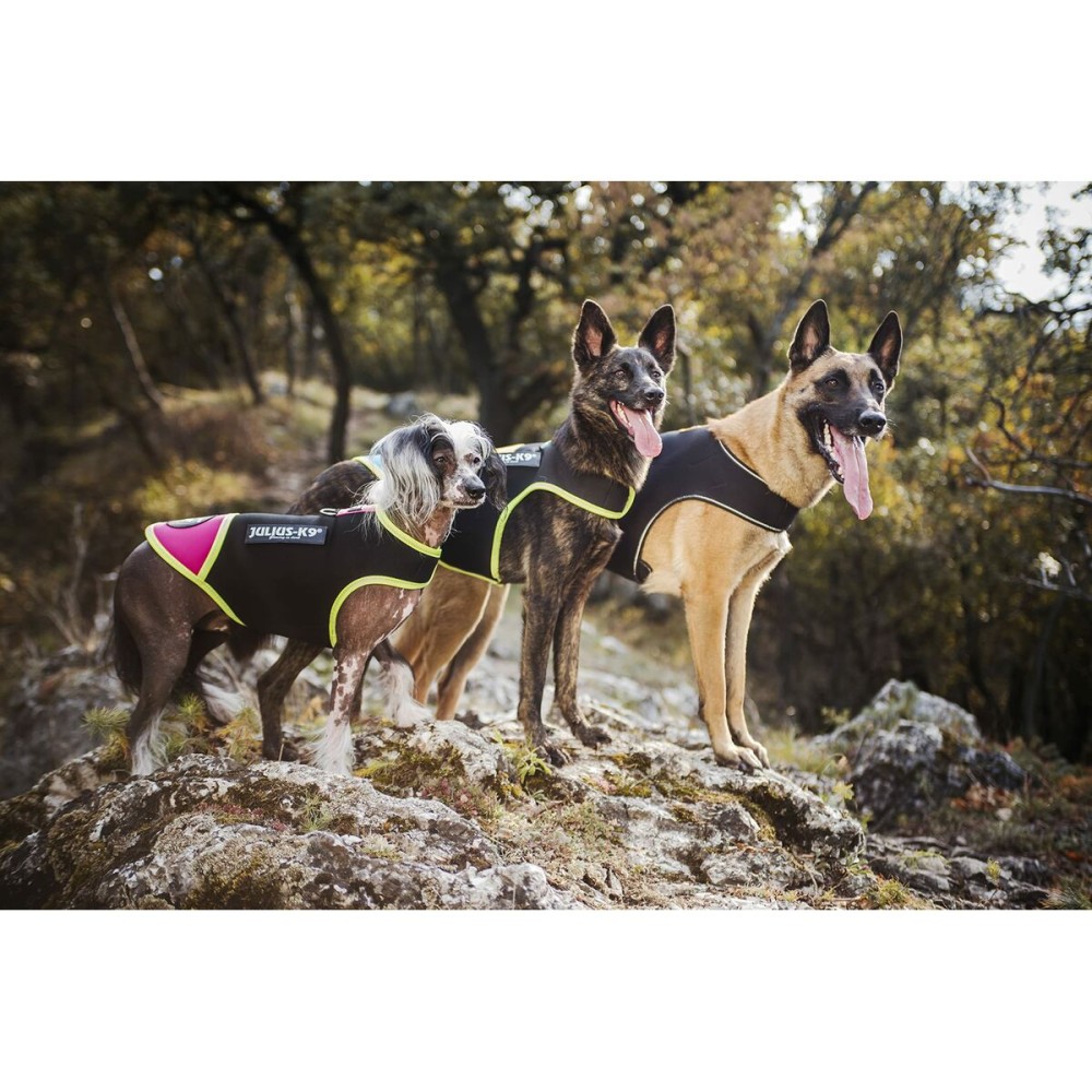 Dog Harness Julius K9 IDC L/XL 2