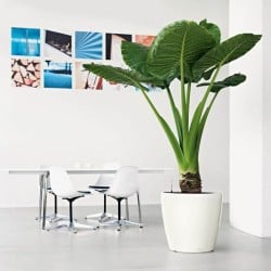 Blumentopf Lechuza Ø 50 cm Kunststoff