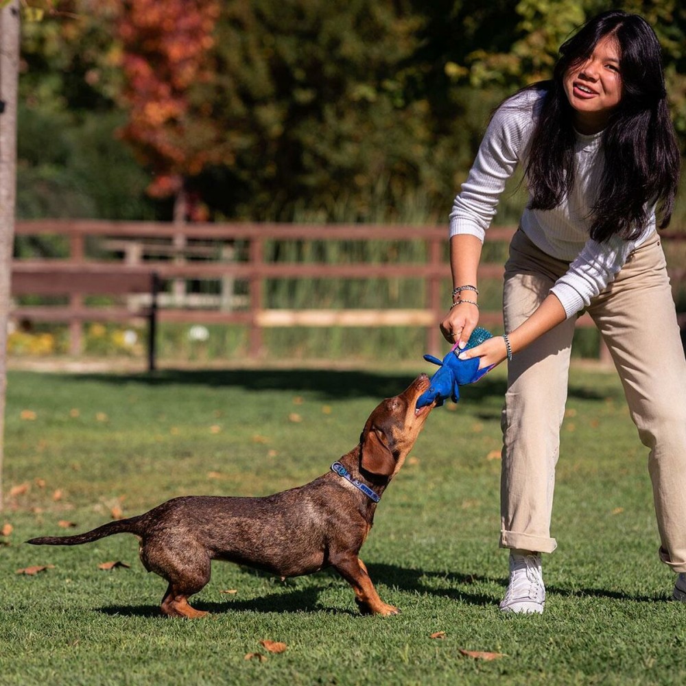 Hundespielzeug Stitch Blau