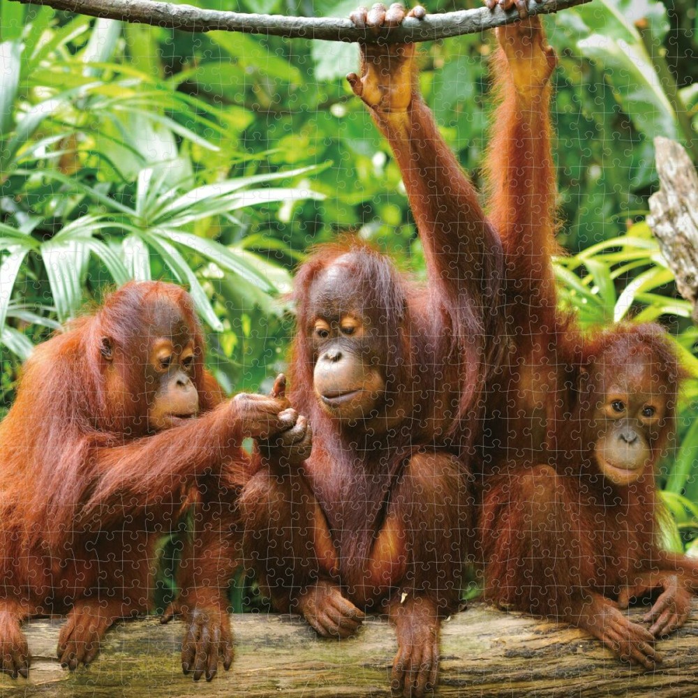 Puzzle Colorbaby Orangutan 6 Unités 68 x 50 x 0,1 cm