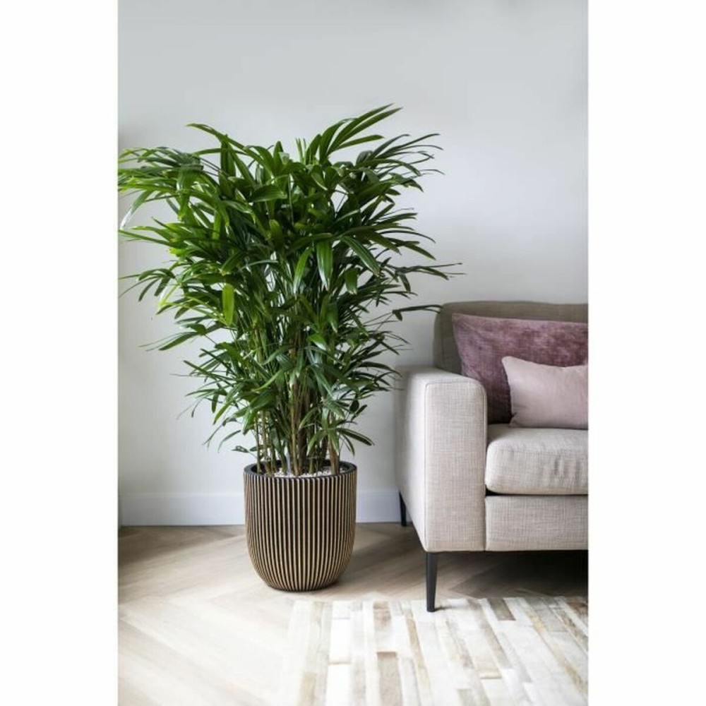 Planter Capi Europe Golden Plastic Rectangular Ø 35 cm