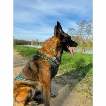 Hundegeschirr Olympia M