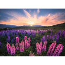 Puzzle Ravensburger 17492 Lupines 500 Pièces