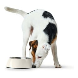 Futternapf für Hunde Hunter Melamine Edelstahl Weiß 160 ml (14,5 x 14,5 x 7 cm)