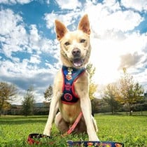 Dog Harness DC Pets